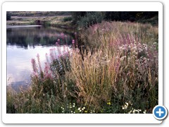 053 flowers August 1980